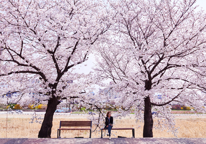 blossomy-cheongju-travel%20(1).jpg
