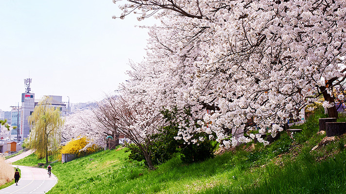 blossomy-cheongju-travel%20(2).jpg