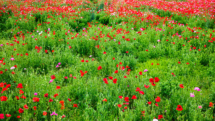 hyundai-ioniq-photoessay (8).jpg