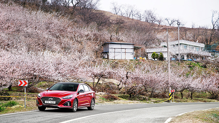 hyundai-spring-south (14).jpg