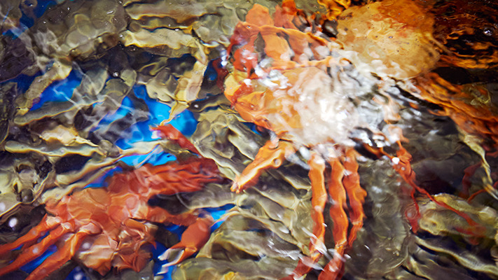 yeongdeok-niro-hybrid (3).jpg