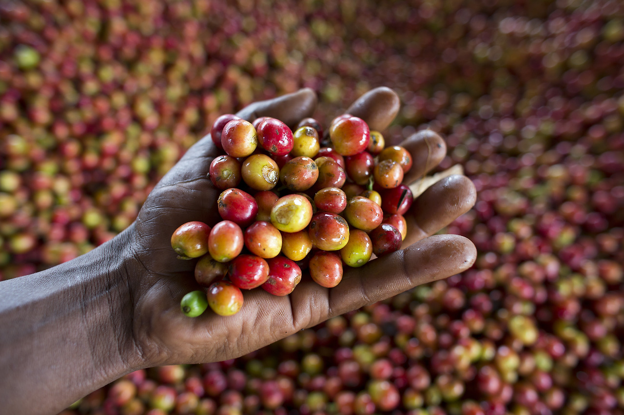 01 커피농장2.jpg