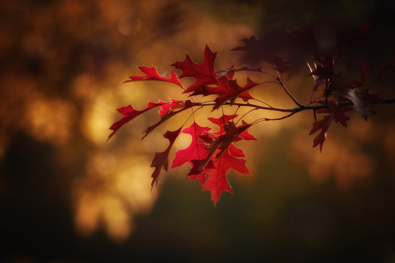 maple-leaves-2895335_1280.jpg