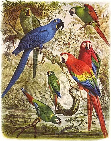 Glaucous_Macaw.jpg