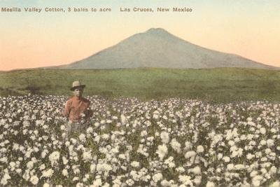 cotton-field-las-cruces-new-mexico_u-l-q1iacqi0.jpg