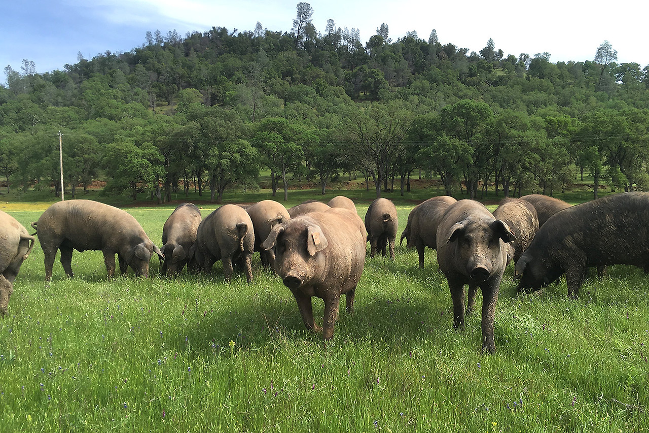 encina_pigs_grass.jpg