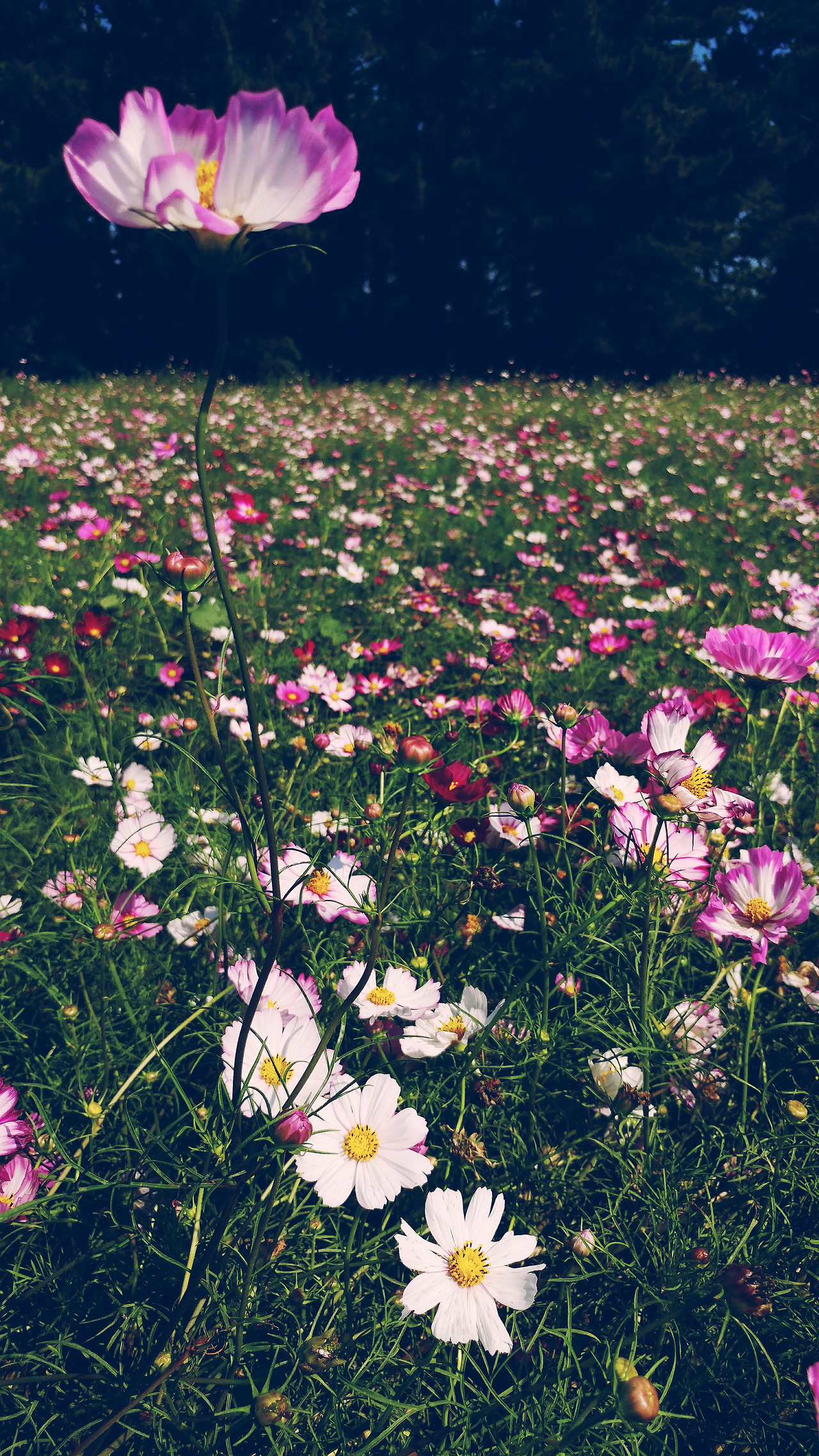 2017-09-12 02.37.47 1.jpg