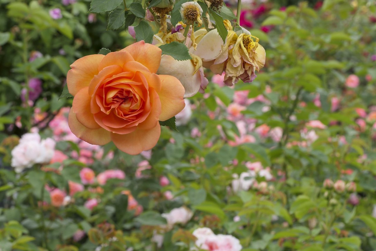 L1067873 - 복사본.jpg