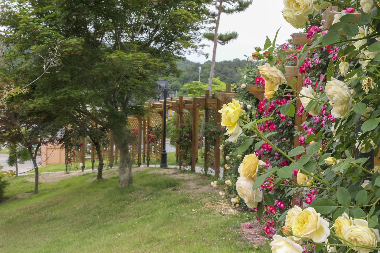 L1067858 - 복사본.jpg