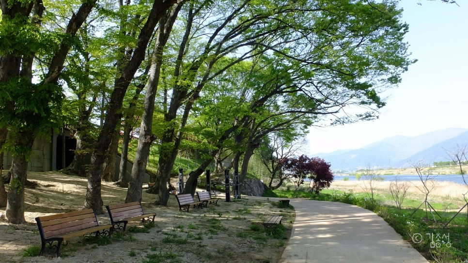 섬진강변라이딩_발길이_저절로_머무는_강변_나무들.jpg