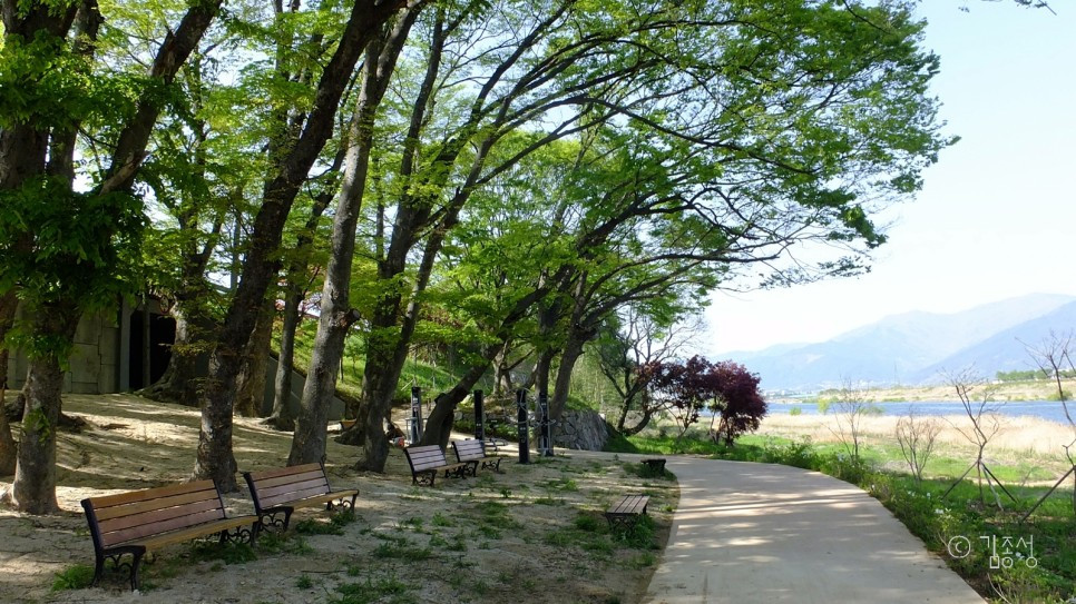 섬진강변라이딩_발길이_저절로_머무는_강변_나무들.jpg