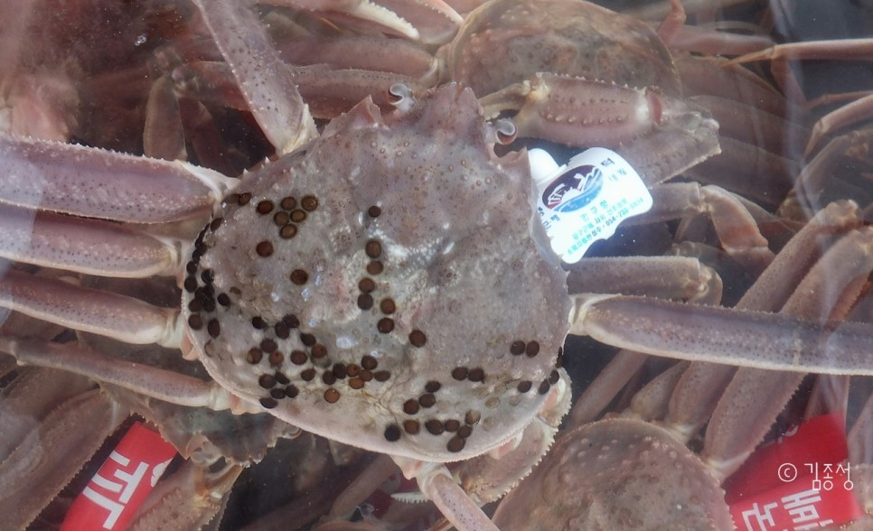 강구항-택까지_붙어있는_박달대게.jpg