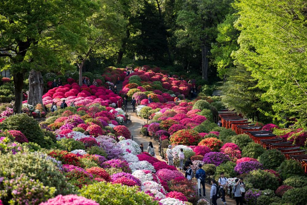 Nezu-Shrine-Azalea-Festival-aerial-shot.jpg