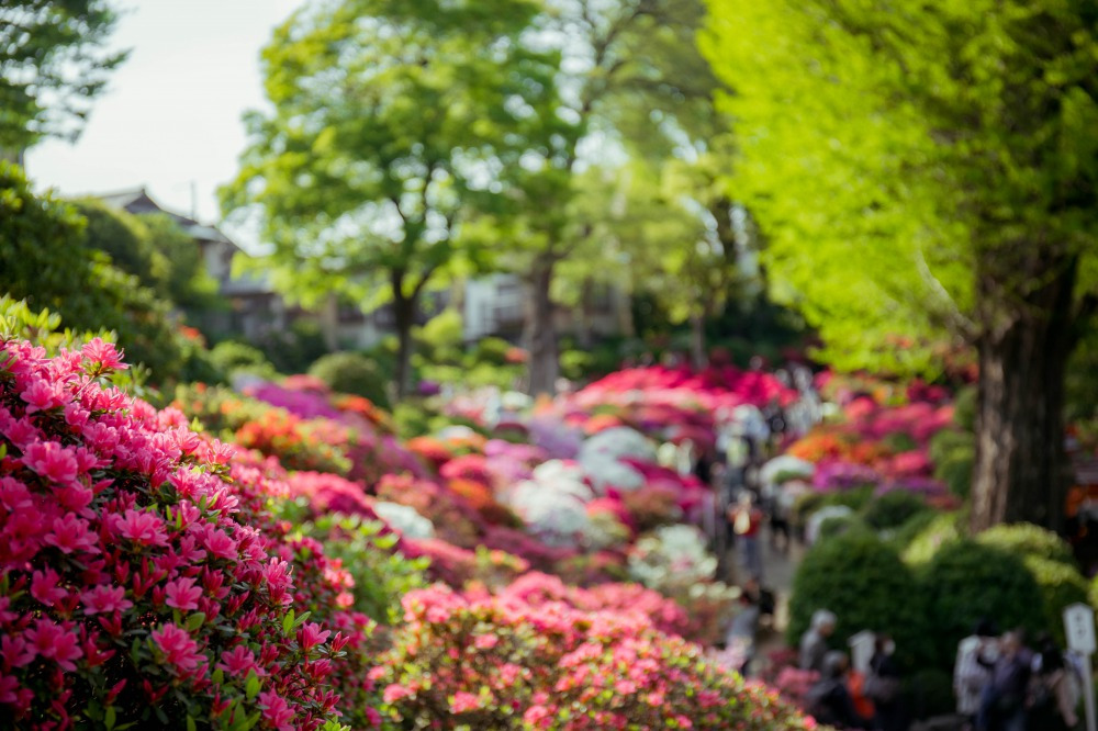 Nezu-Shrine-Azalea-Festival-flowers.jpg