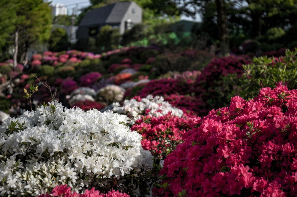 Nezu-Shrine-Azalea-Festival-flowers-close-up.jpg