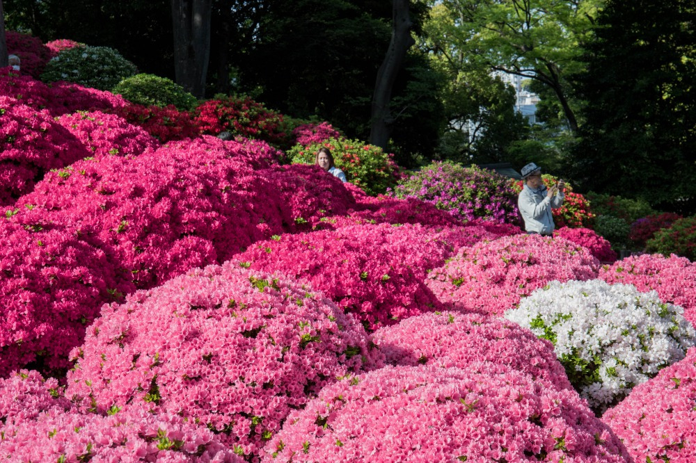 Nezu-Shrine-Azalea-Festival-pink-flowers.jpg