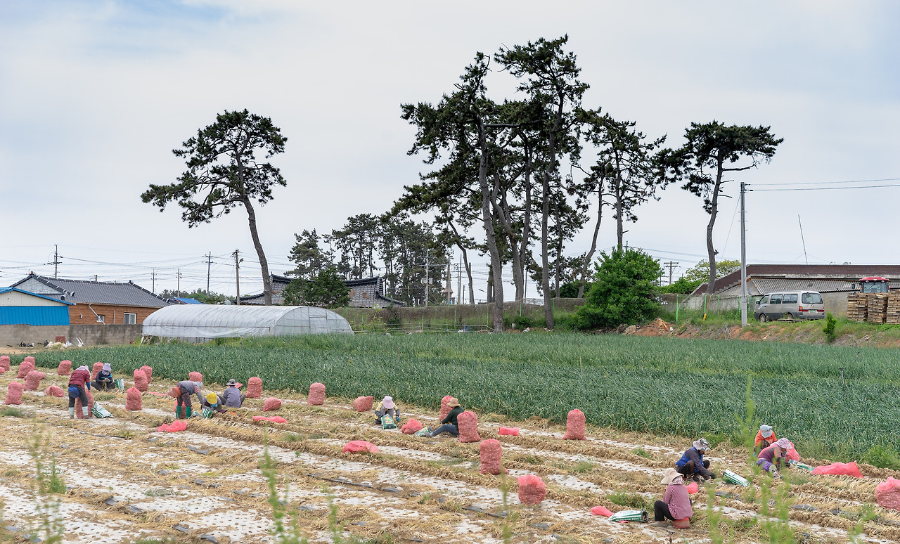 무안_마늘과양파 수확.jpg