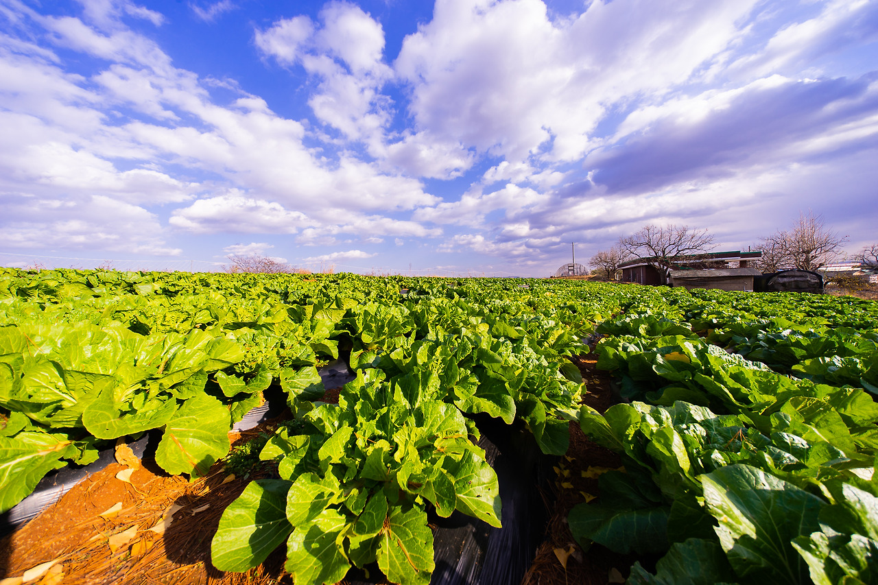 구억배추 (1).jpg