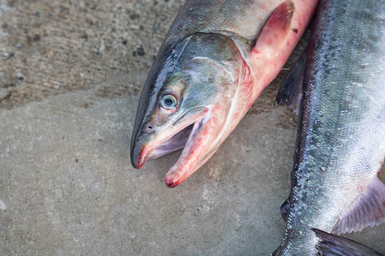 고성 연어 1.jpg