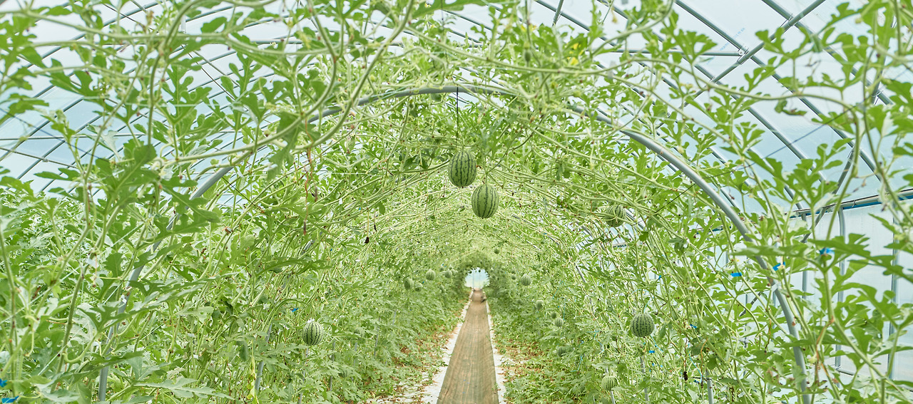 애플수박 4.jpg