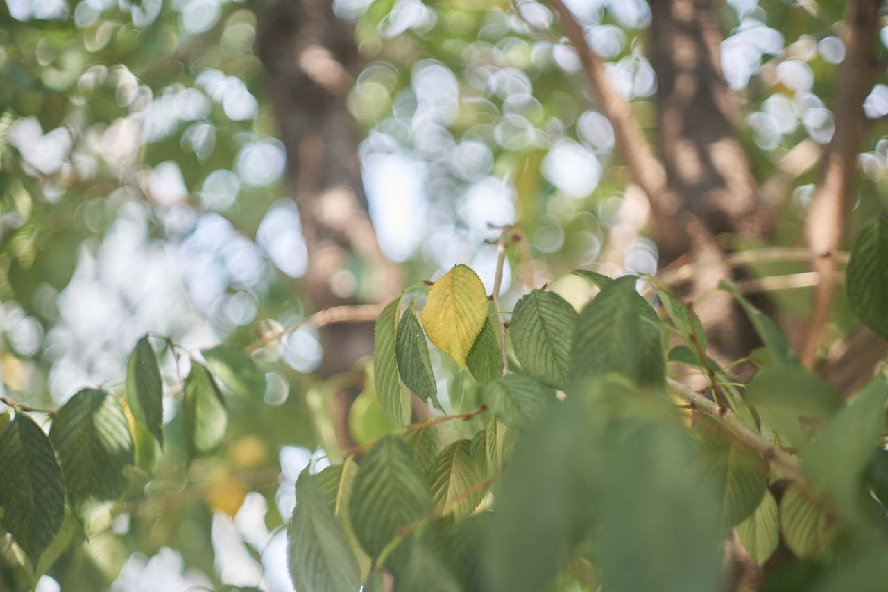 벚꽃 4.jpg