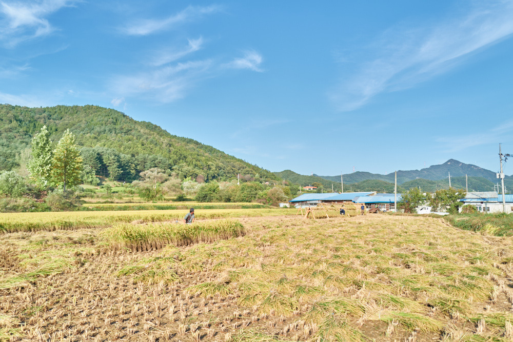 쌀_대문 1.jpg