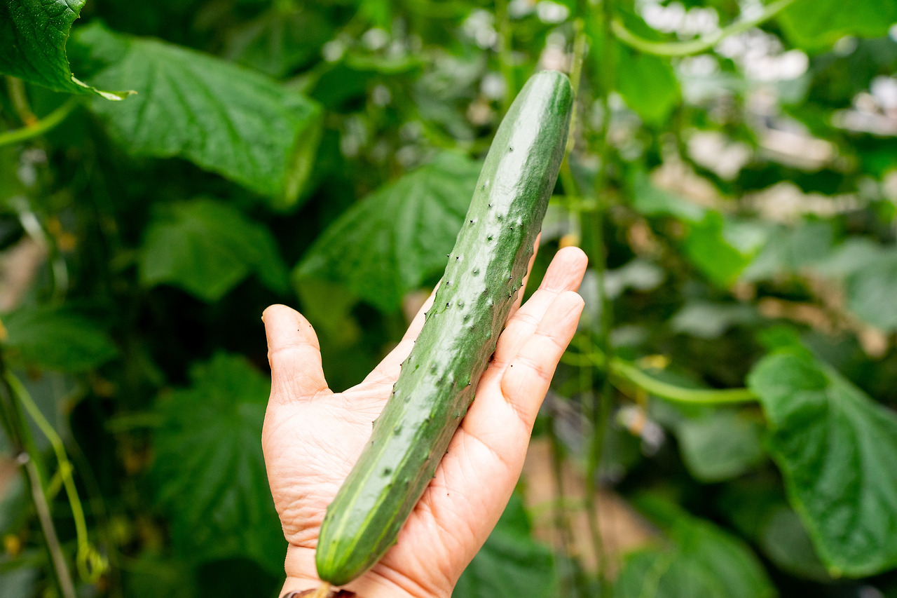 취청오이 (1).jpg