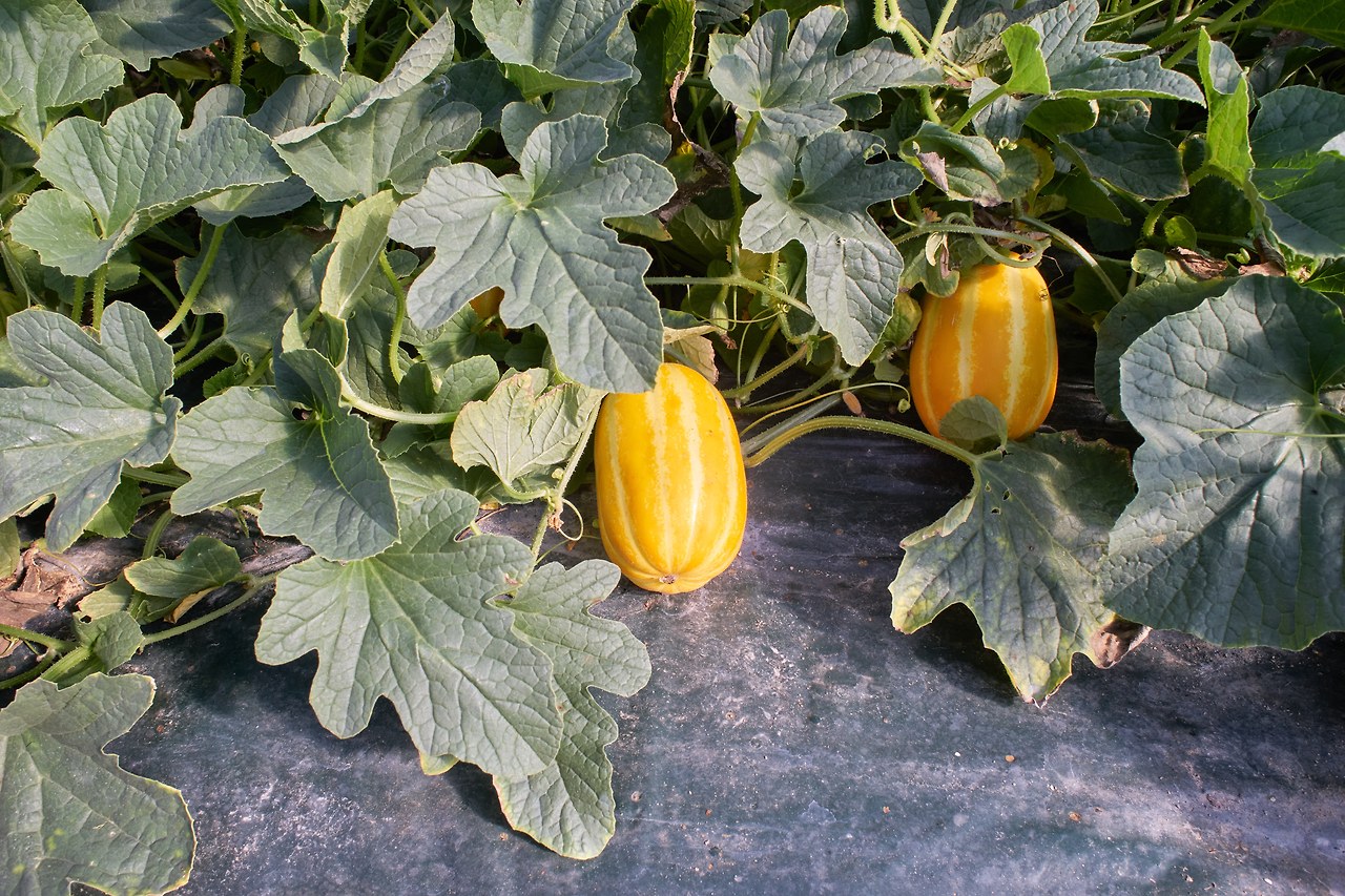 참외 1.jpg