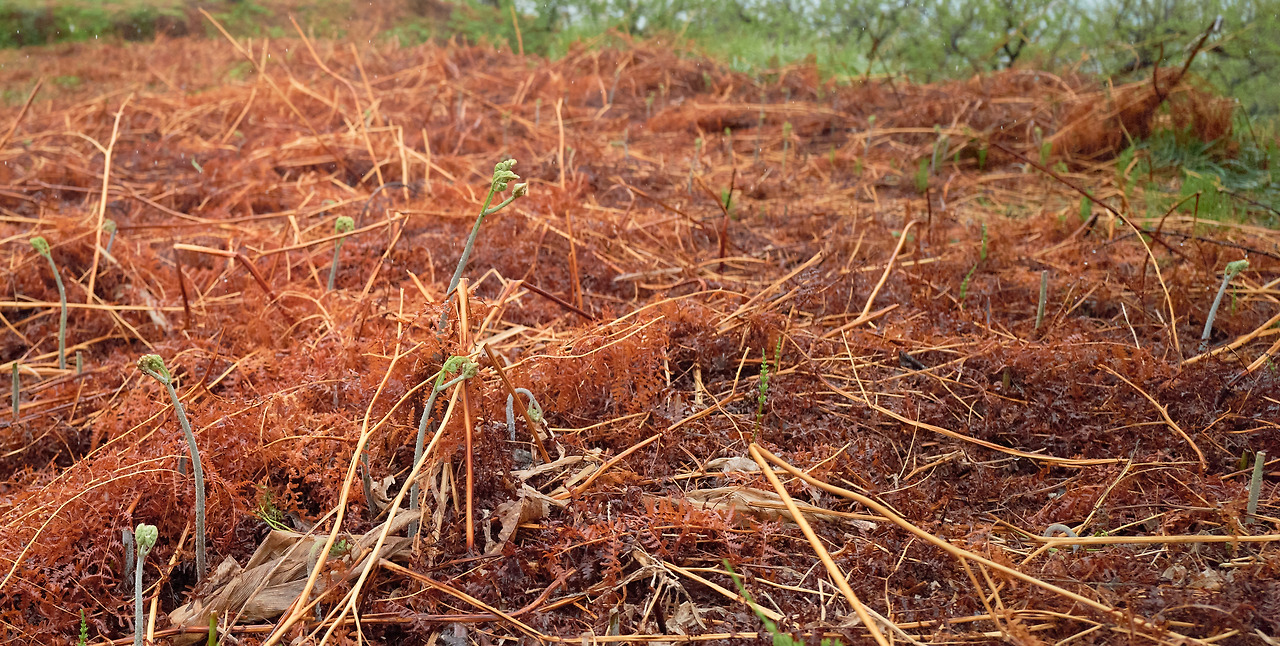제주 고사리 1.jpg