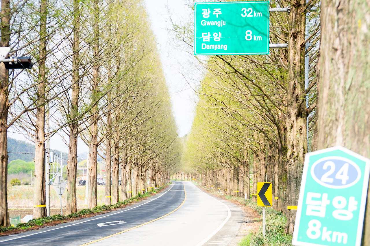 메타세쿼이아 (1).jpg