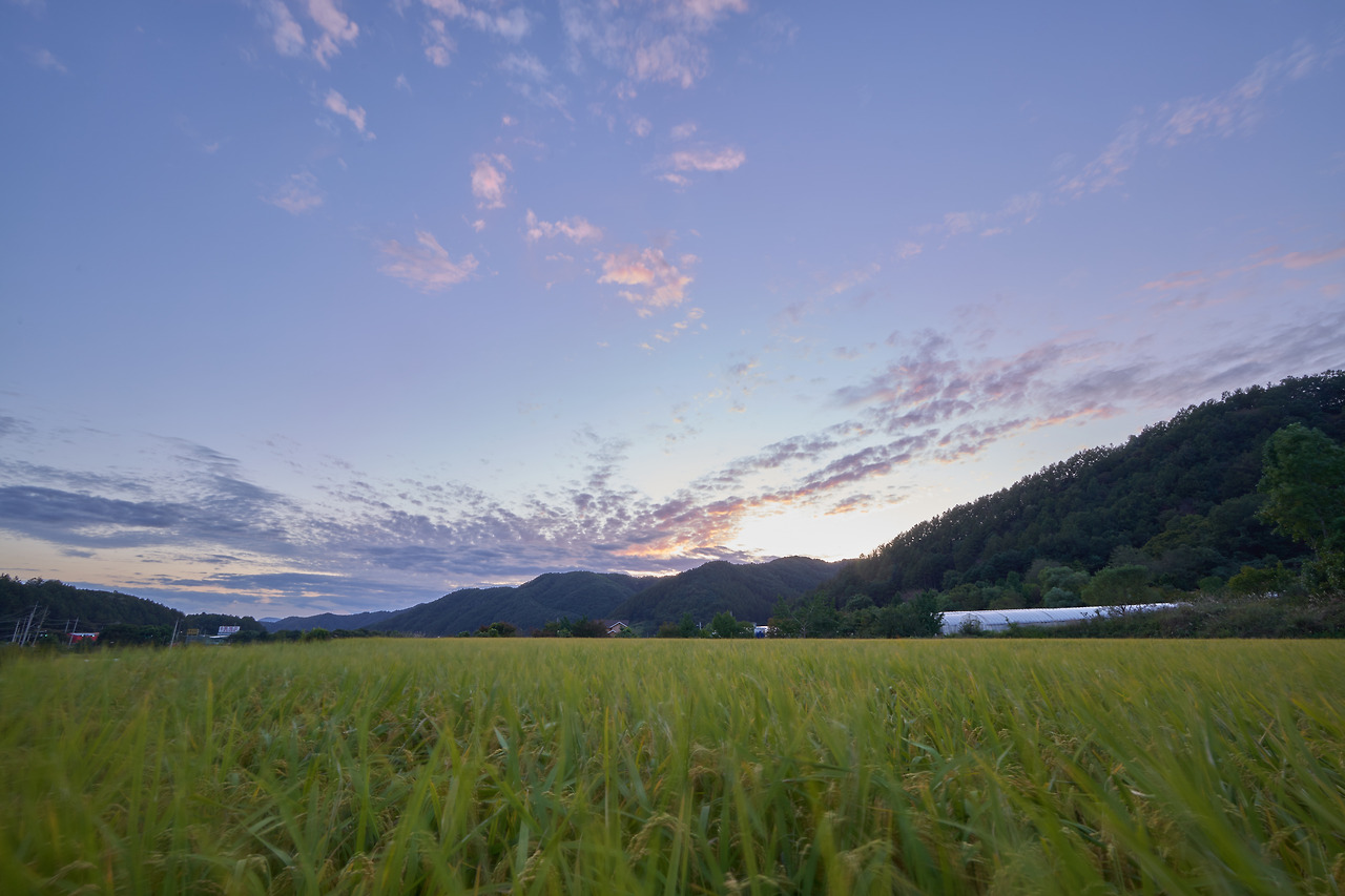 양평_유기농쌀 2.jpg