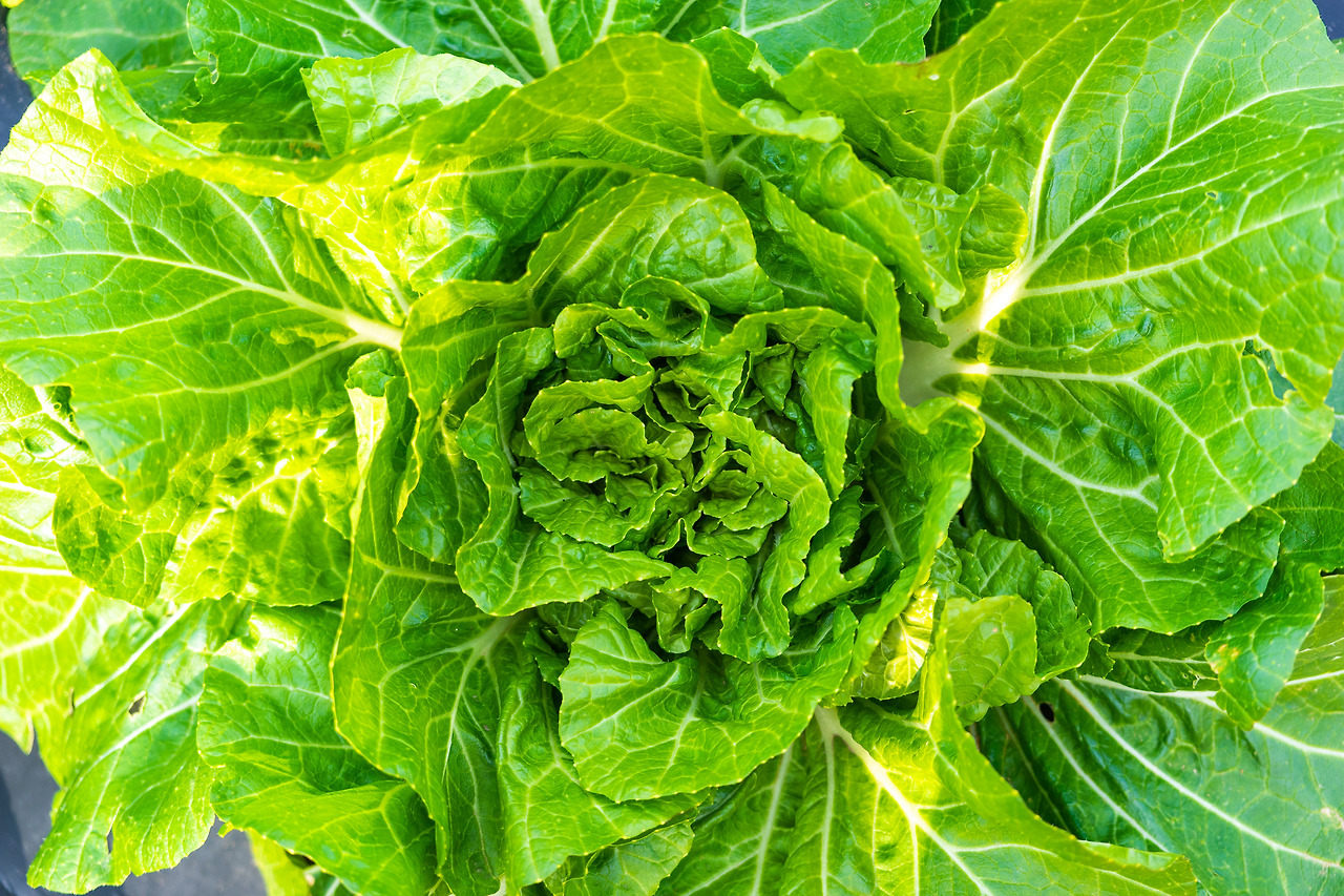 구억배추 (3).jpg