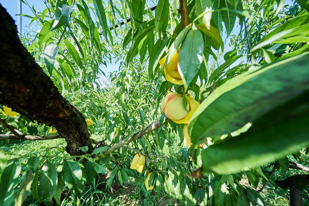 복숭아꽃 2.jpg