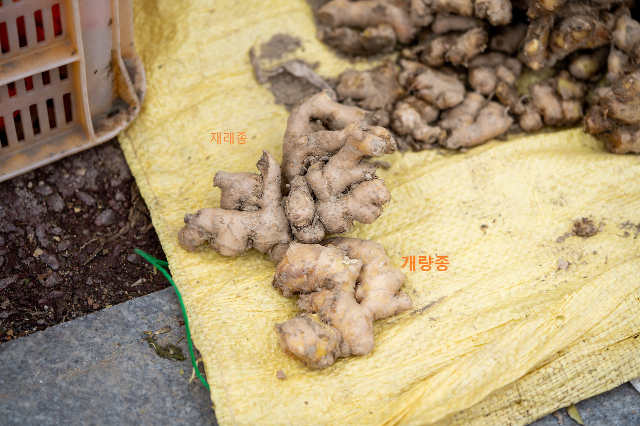 완주_생강 (1).jpg