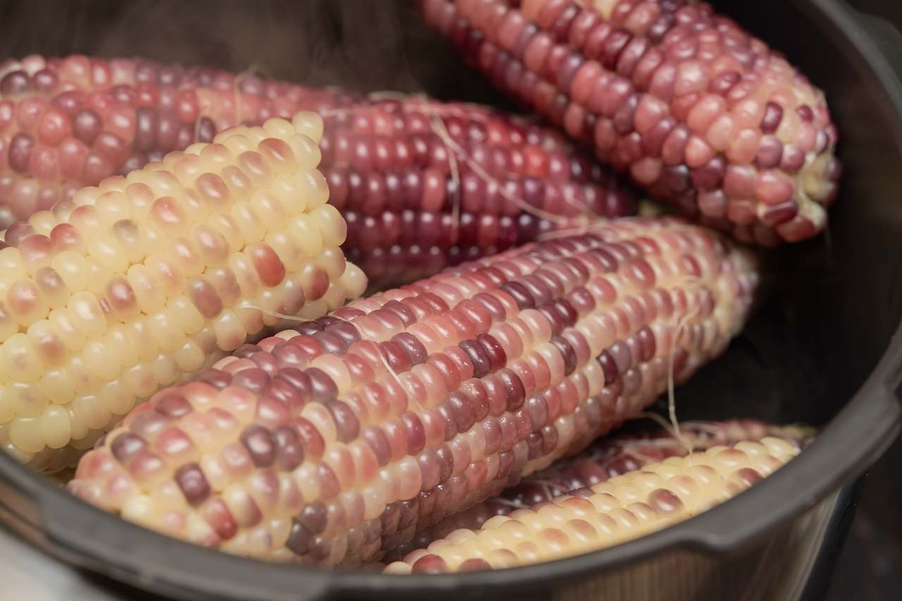 옥수수 3.jpg