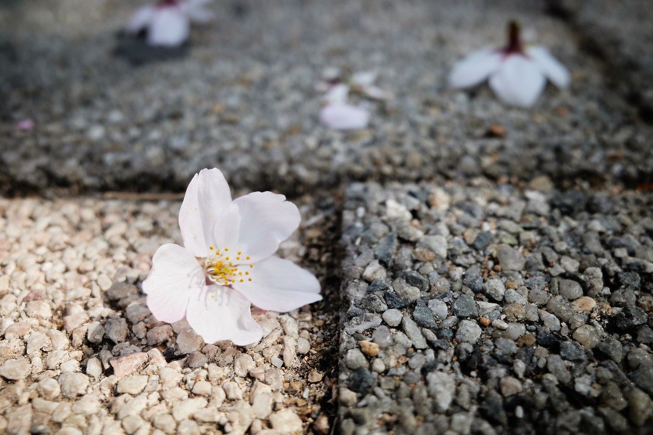 벚꽃 2.jpg