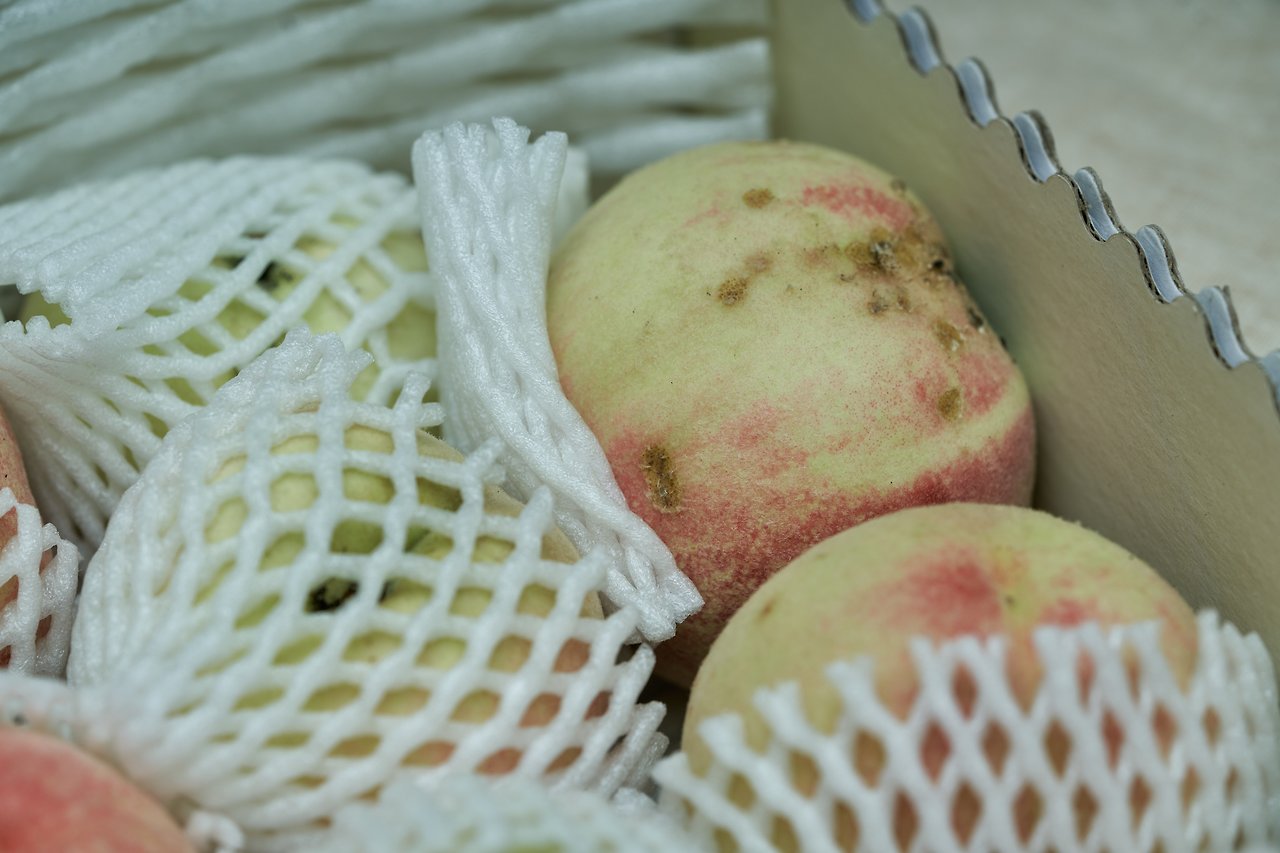 복숭아 2.jpg