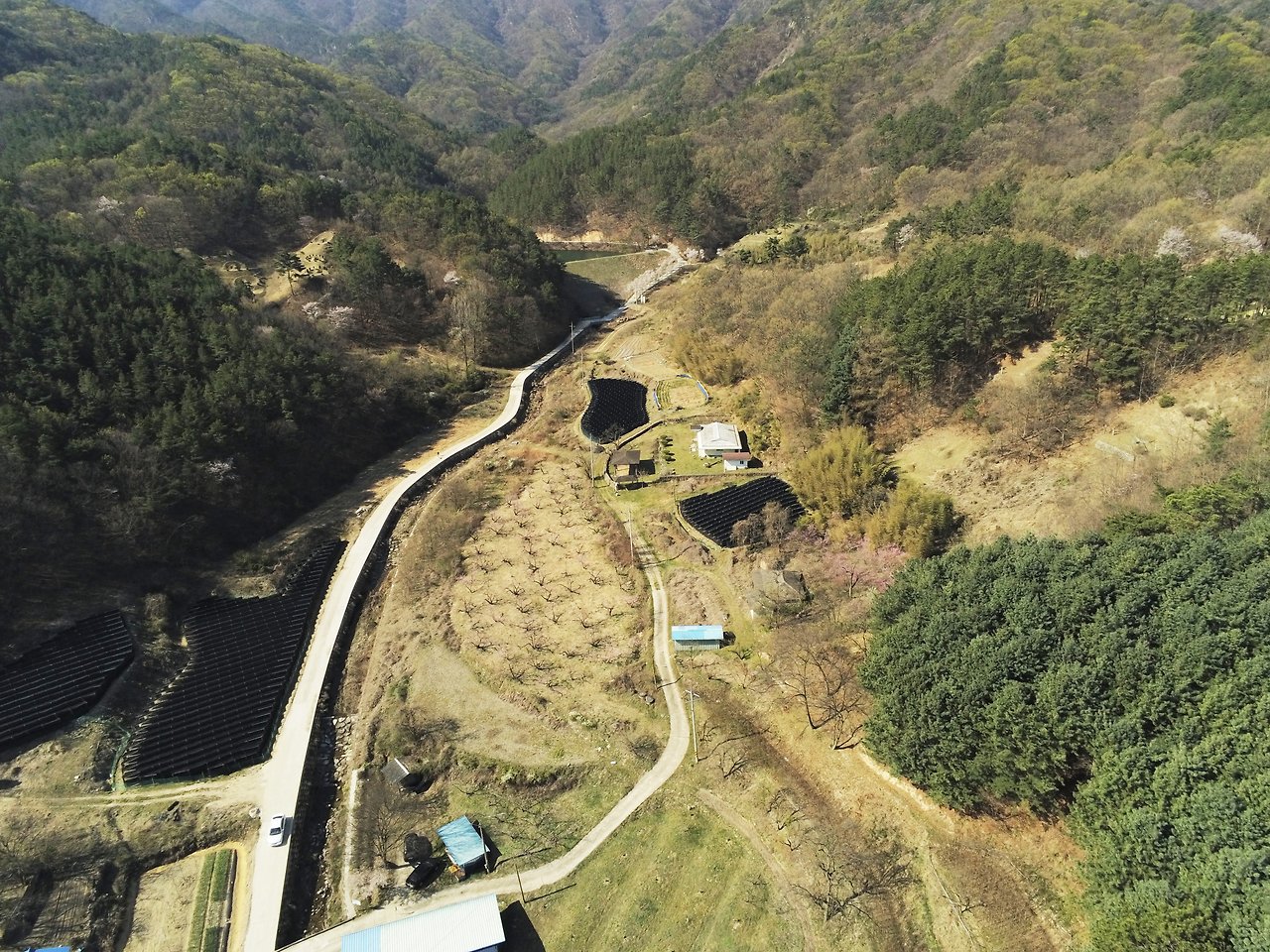 복숭아꽃 6.jpg