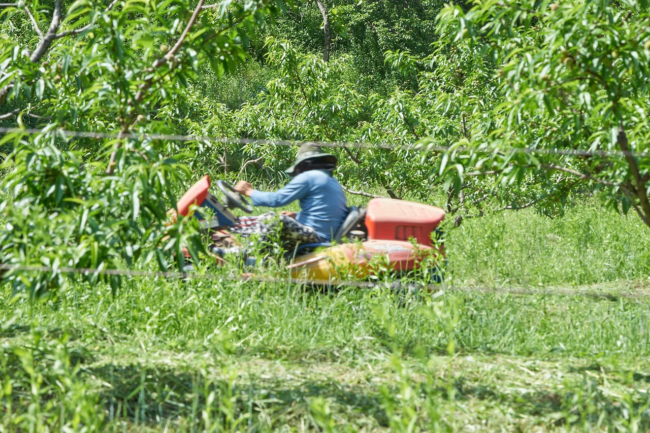 복숭아꽃 4.jpg