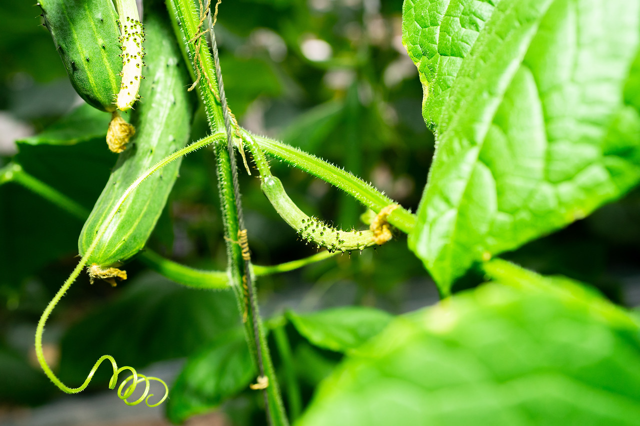 취청오이 (3).jpg