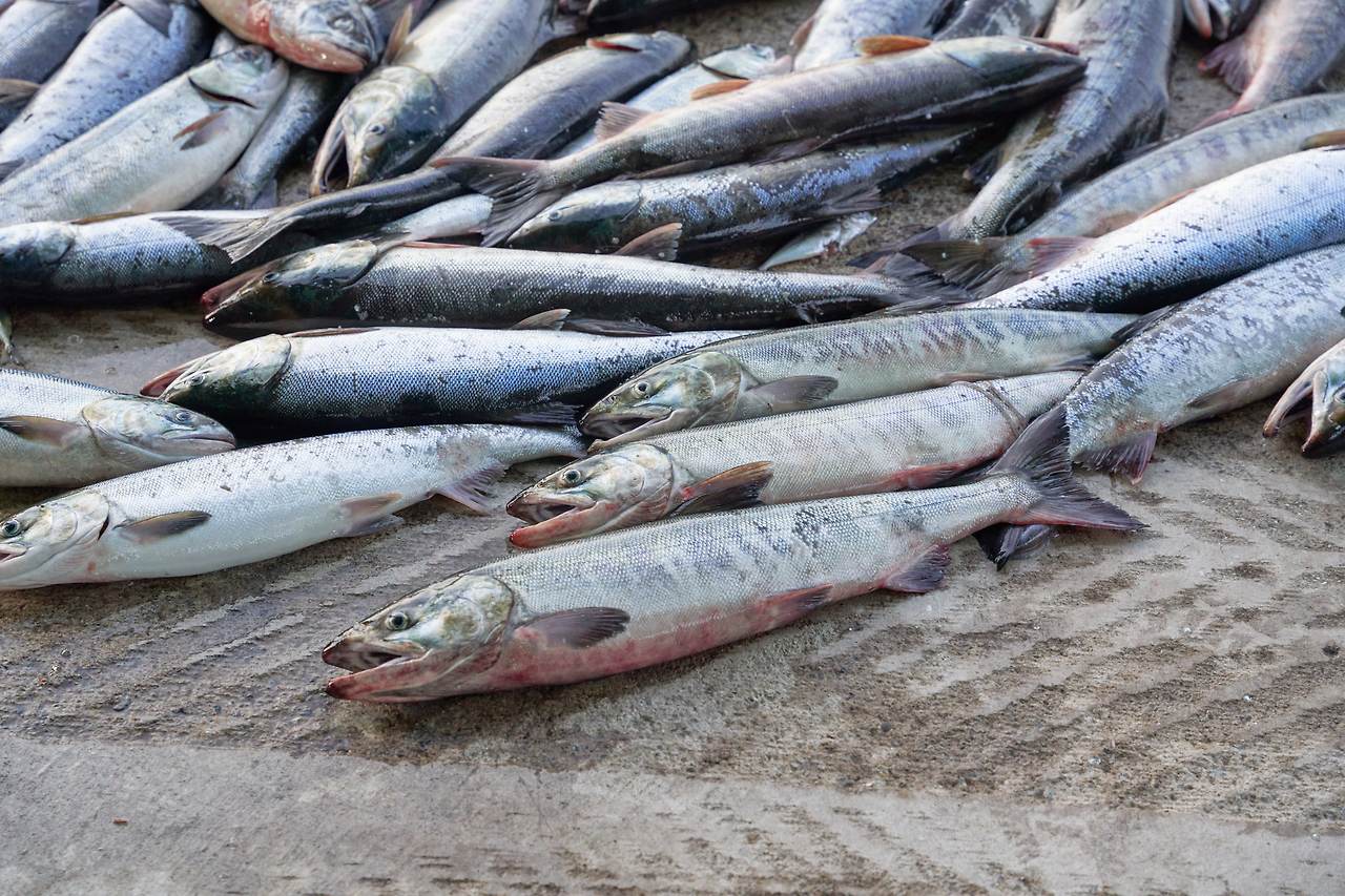 고성 연어 4.jpg