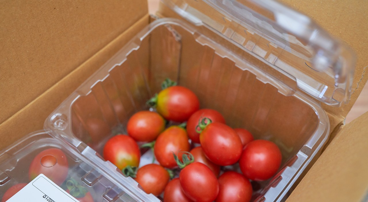 토마토 1.jpg