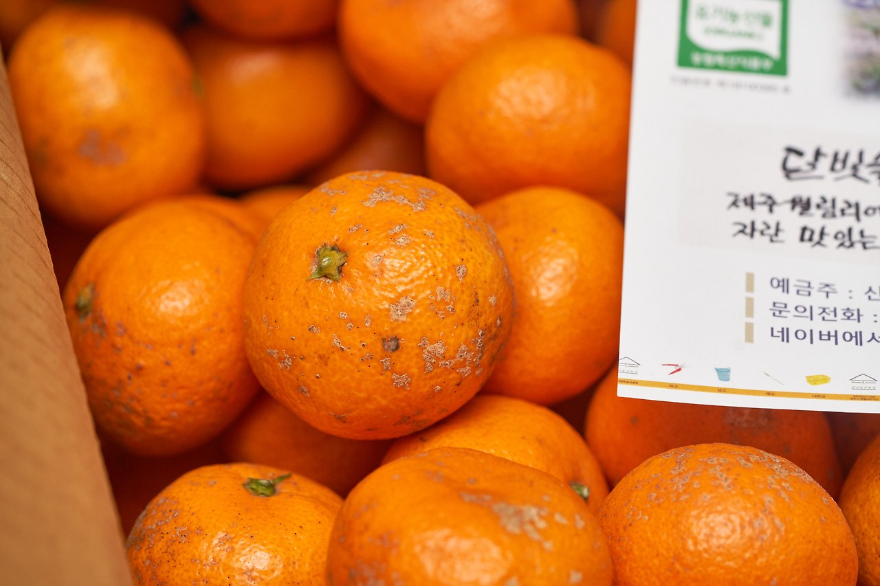 감귤 1.jpg