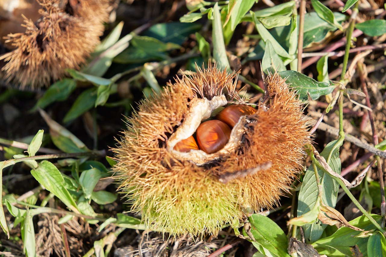 군밤 2.jpg