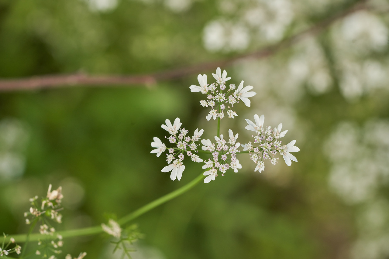 고수꽃 1.jpg