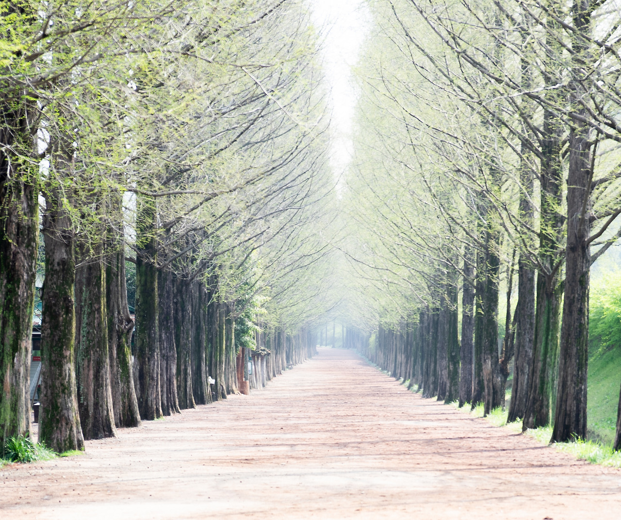 메타세쿼이아 (3).jpg