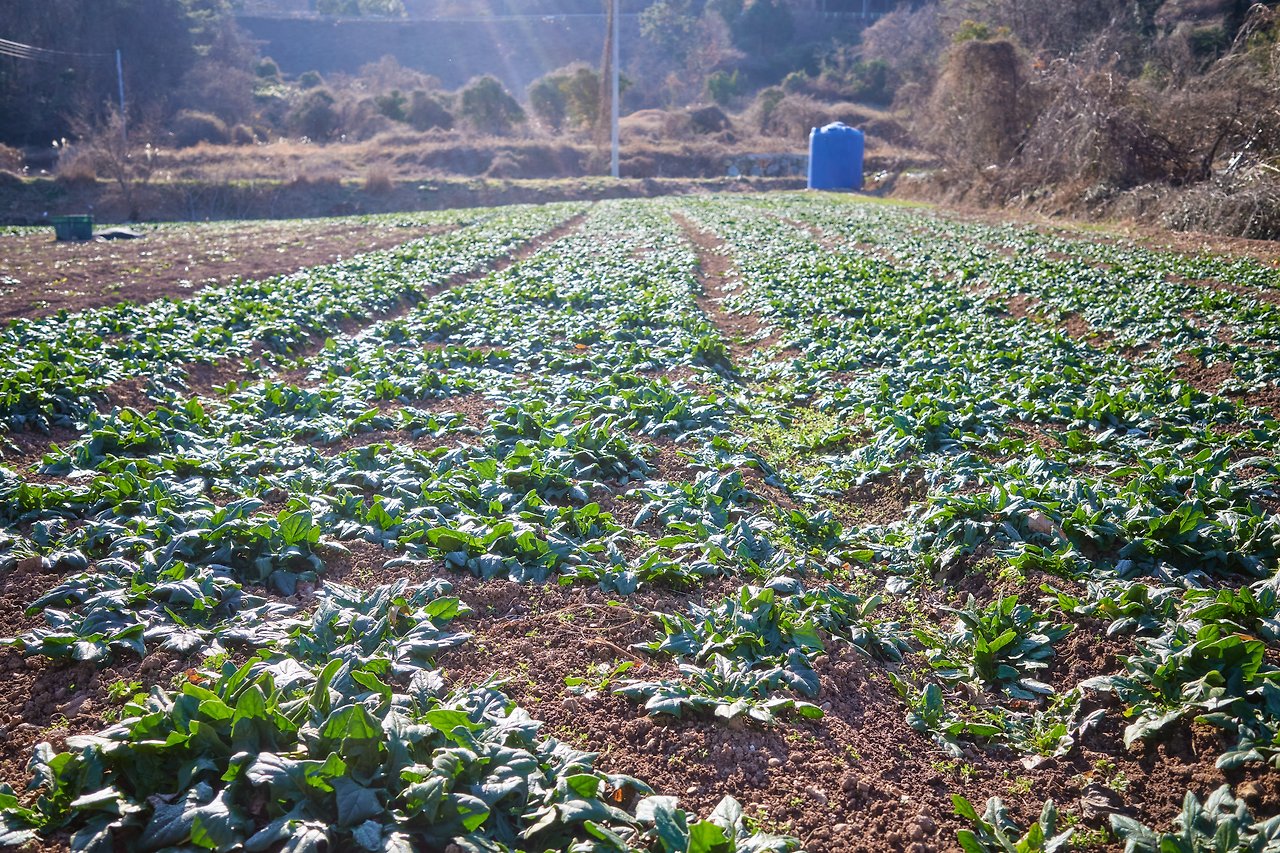 남해 시금치.jpg