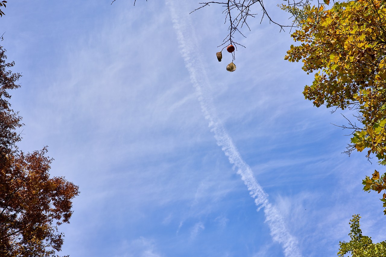 가을 감.jpg