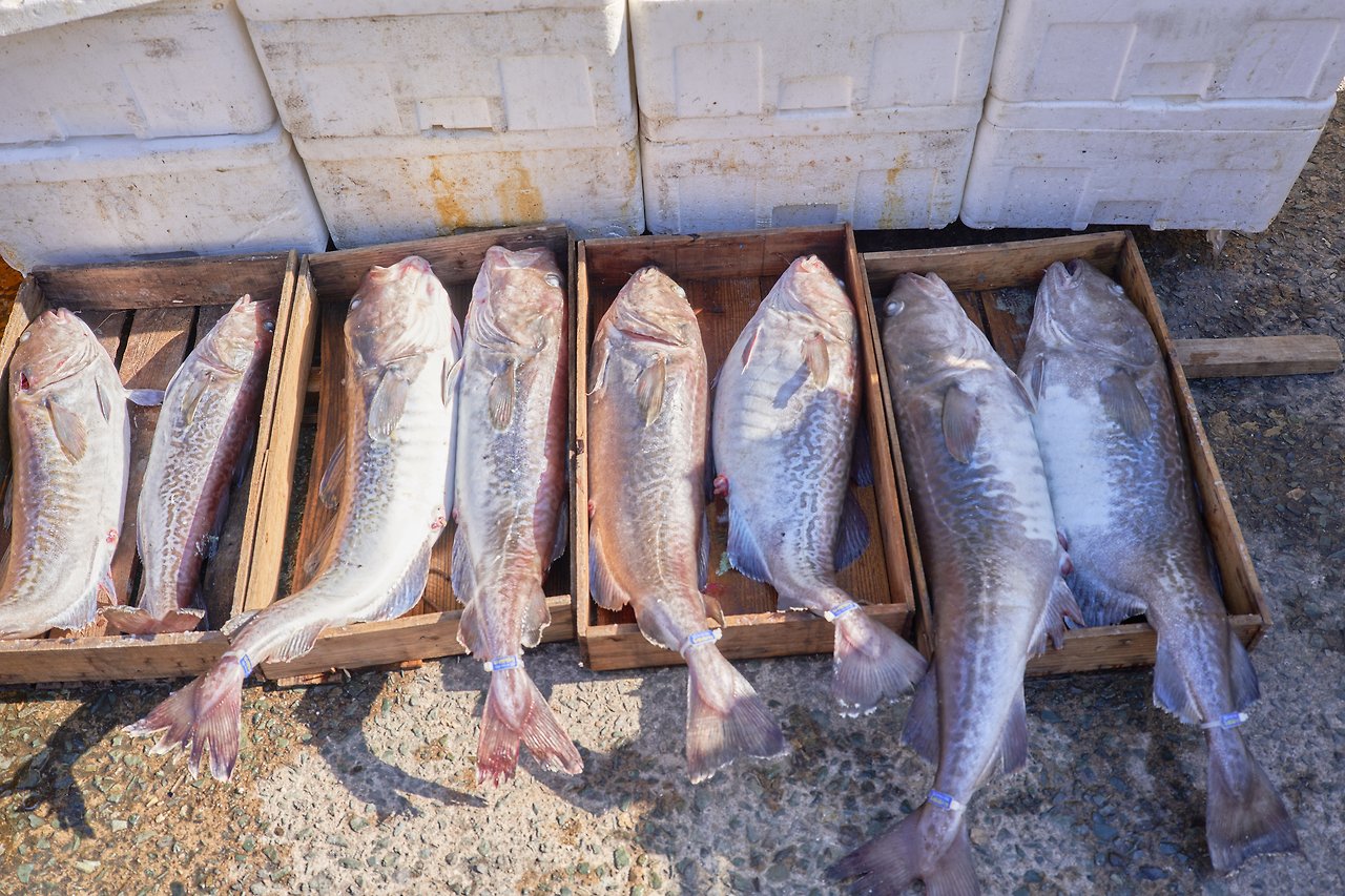 대구 수컷.jpg