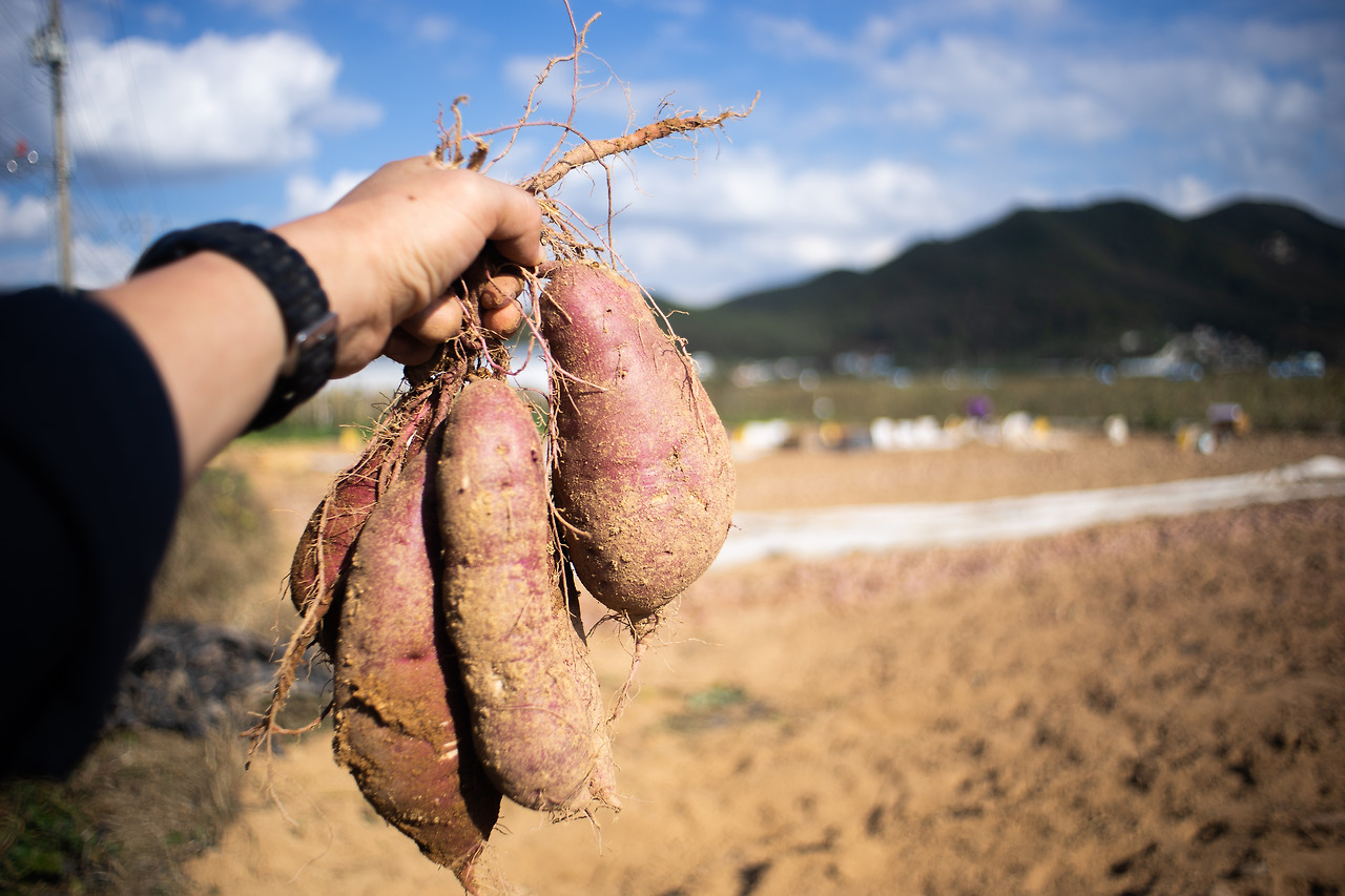 강화속노랑고구마_가을.jpg